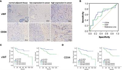 Frontiers | TGF-β1 Promotes Human Breast Cancer Angiogenesis And ...